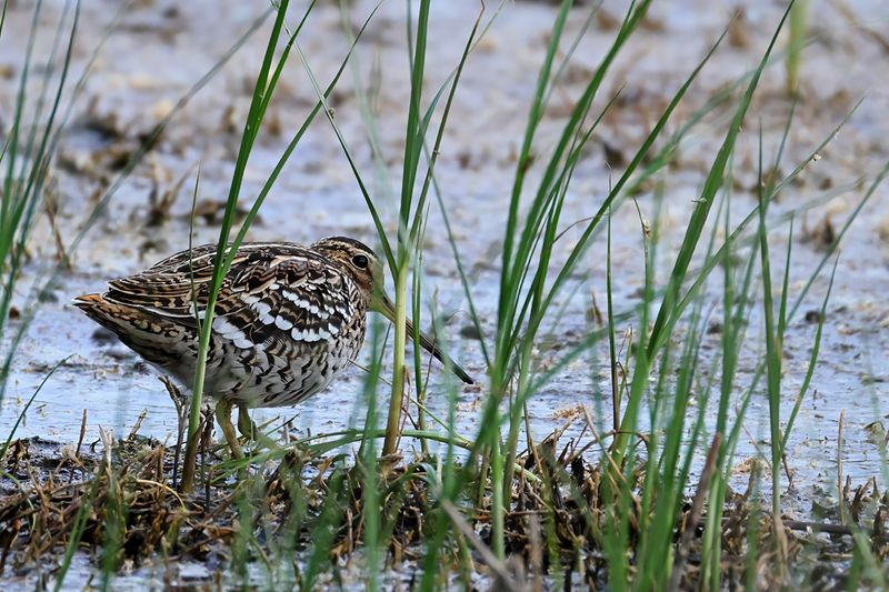 Great Snipe - (Gallinago media)