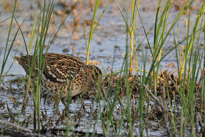 Great Snipe - (Gallinago media)