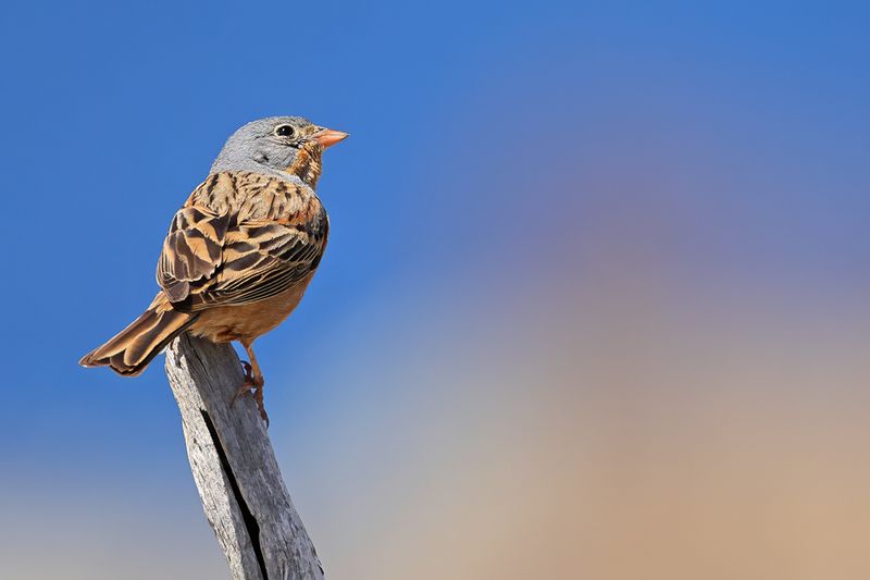 Cretzschmar's Bunting (Emberiza caesia)