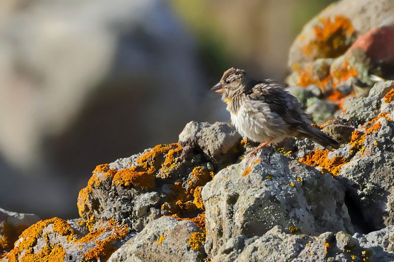 Rock Sparrow (Petronia petronia)