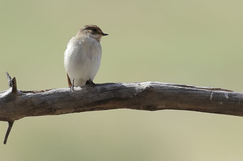 Pied Flycatcher (Ficedula hypoleuca)