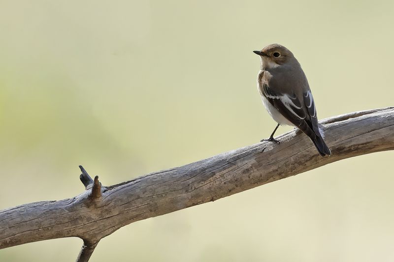 Pied Flycatcher (Ficedula hypoleuca)