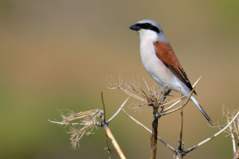 Red-backed Shrike (Lanius collurio)