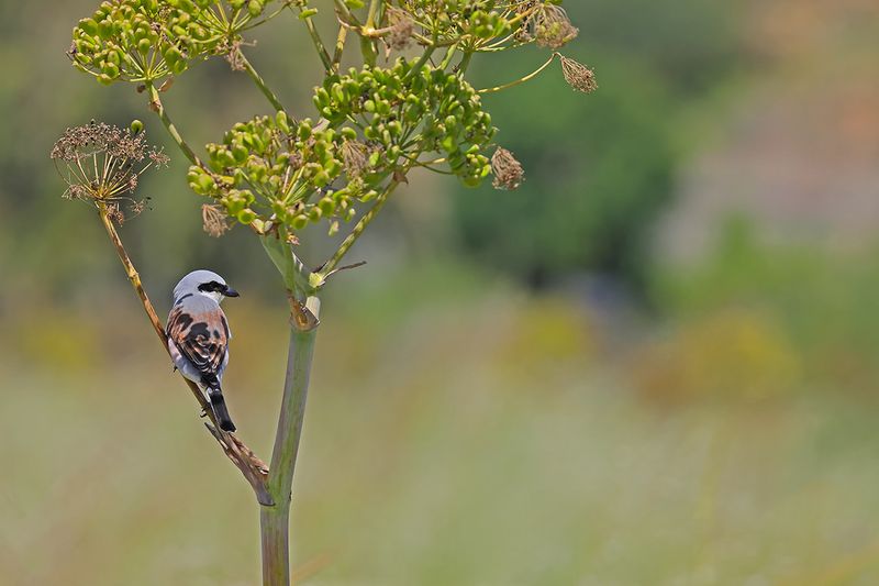 Red-backed Shrike (Lanius collurio)