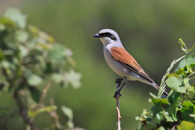 Red-backed Shrike (Lanius collurio)