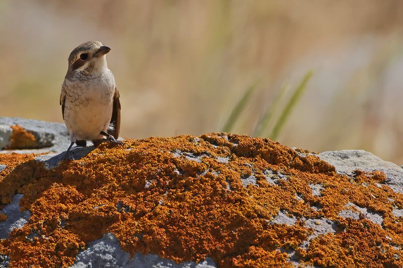 Red-backed Shrike (Lanius collurio)