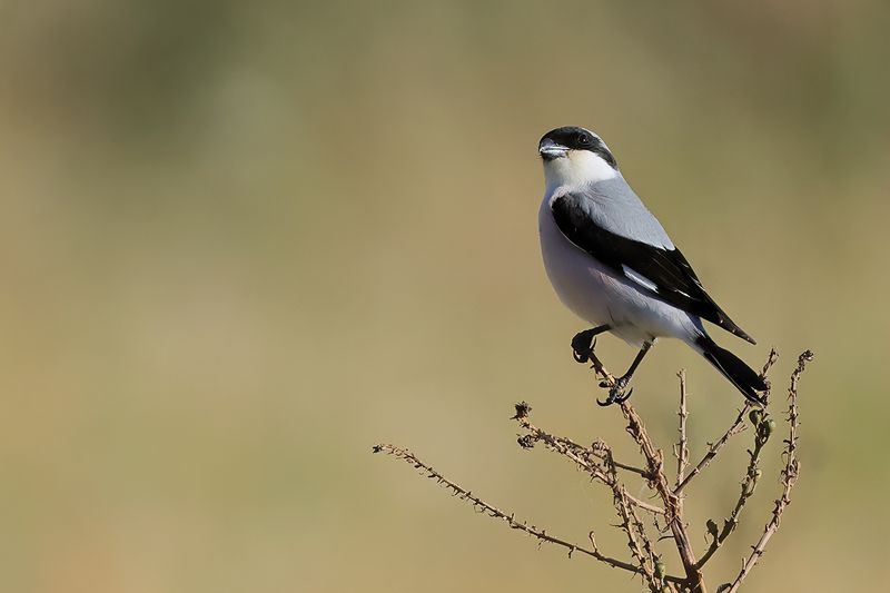 Lesser Grey shrike (Lanius minor)