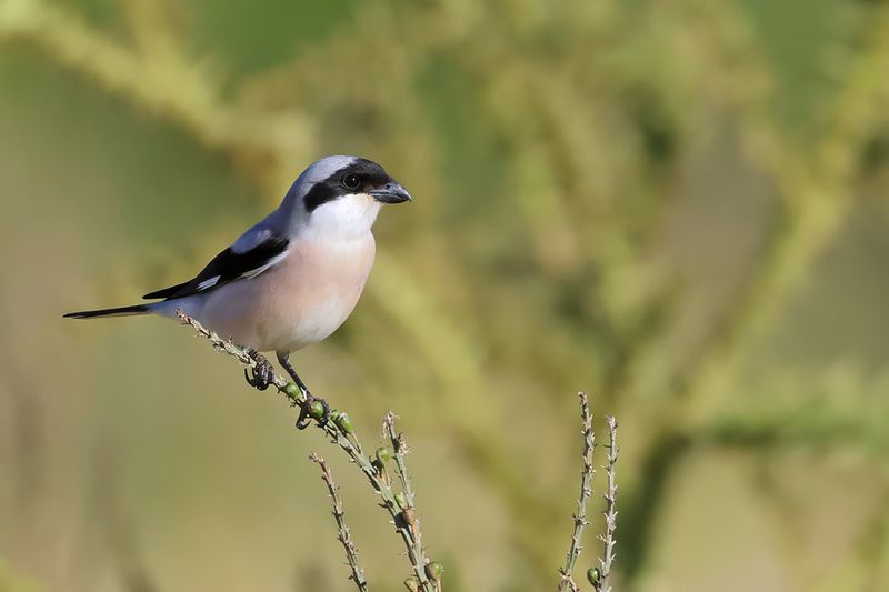 Lesser Grey shrike (Lanius minor)
