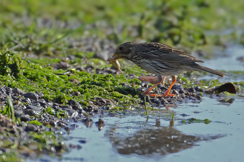 Corn Bunting (Miliaria calandra)