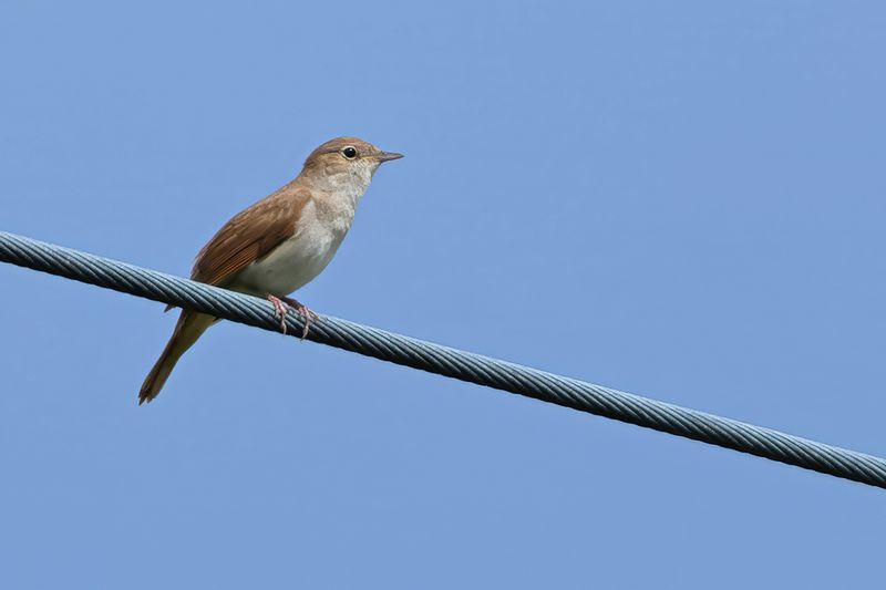 Nightingale (Luscinia megarhynchos)