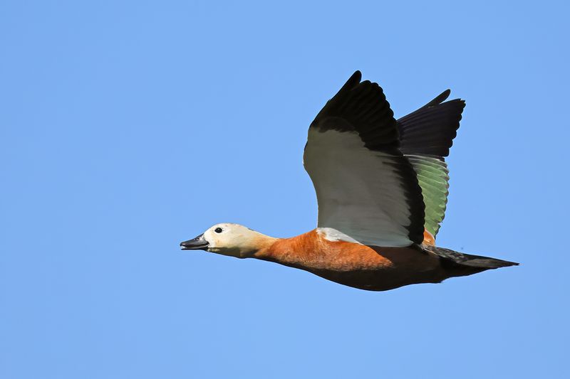 Ruddy Shelduck (Tadorna ferruginea)