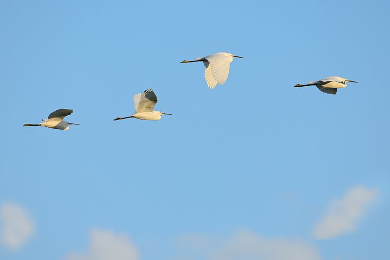 Little Egret (Egreta garzetta)