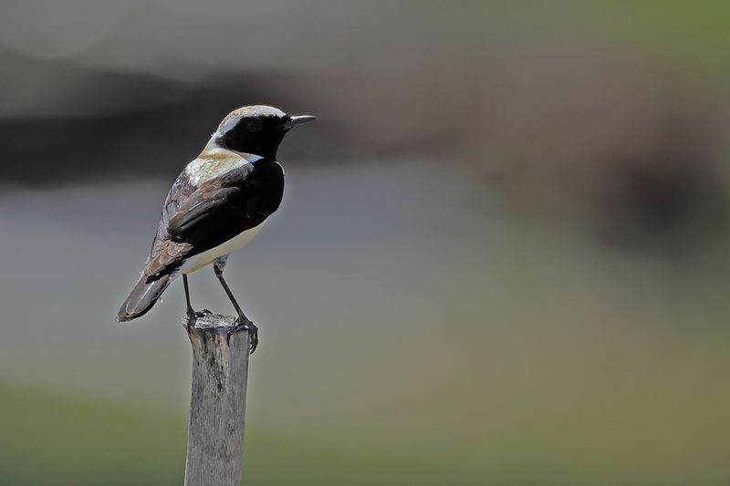 Eastern Black-eared Wheatear (Oenanthe melanoleuca)