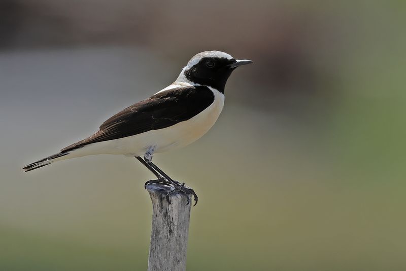 Eastern Black-eared Wheatear (Oenanthe melanoleuca)