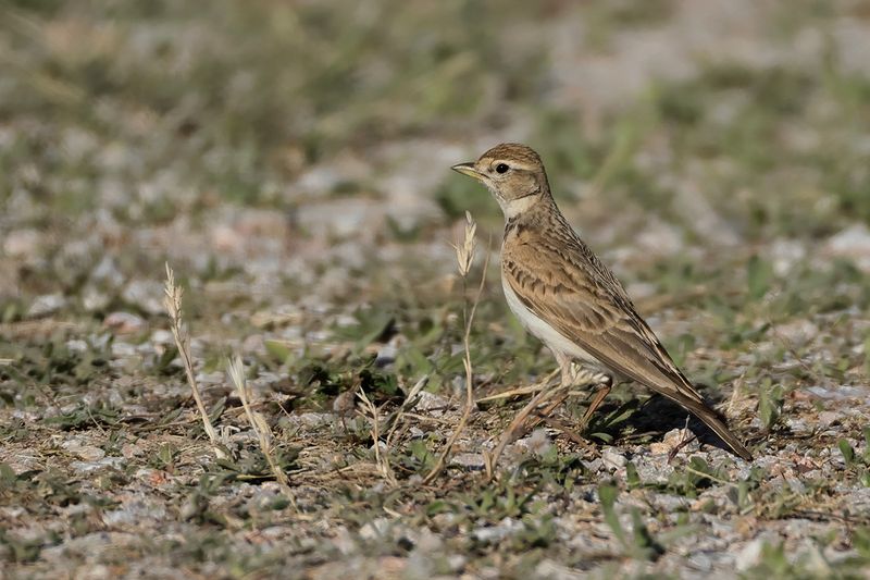 Greater short-toed lark (Calandrella brachydactyla brachydactyla)
