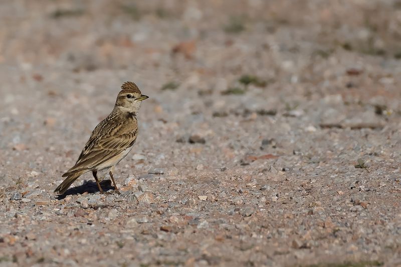 Greater short-toed lark (Calandrella brachydactyla brachydactyla)