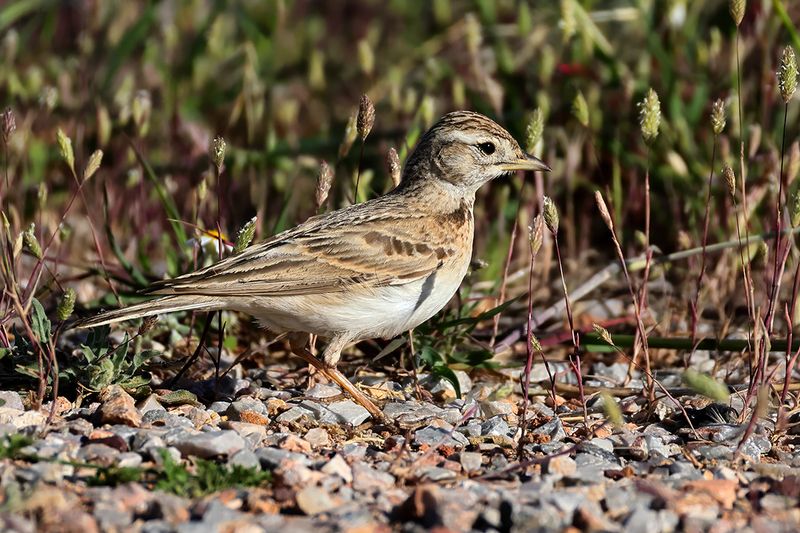 Greater short-toed lark (Calandrella brachydactyla brachydactyla)
