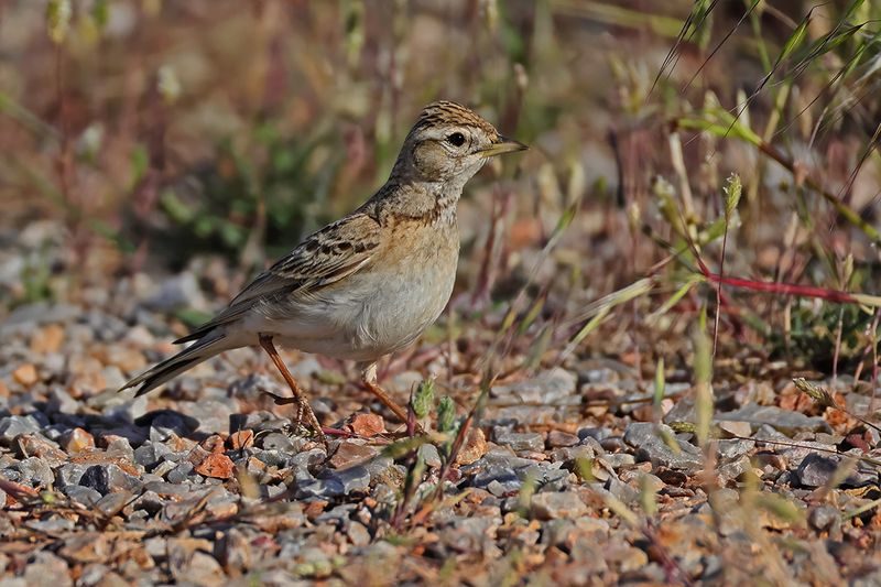 Greater short-toed lark (Calandrella brachydactyla brachydactyla)