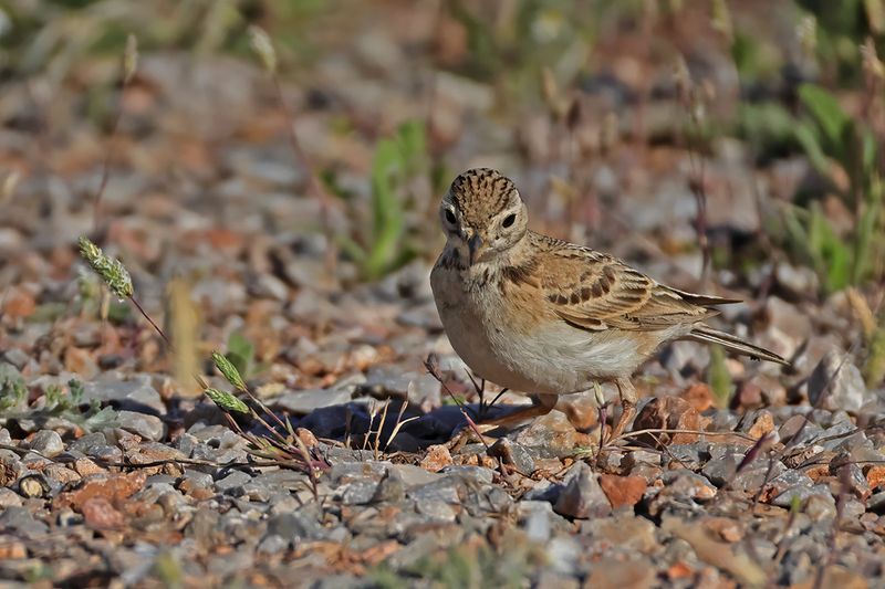 Greater short-toed lark (Calandrella brachydactyla brachydactyla)