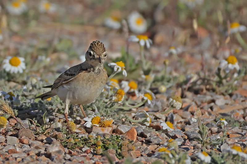 Greater short-toed lark (Calandrella brachydactyla brachydactyla)