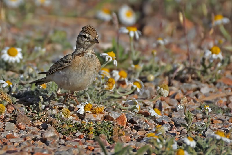 Greater short-toed lark (Calandrella brachydactyla brachydactyla)