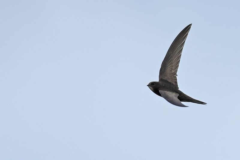 Common Swift (Apus apus)