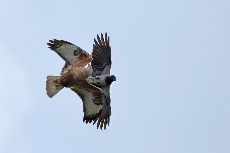 Long-legged Buzzard (Buteo rufinus)
