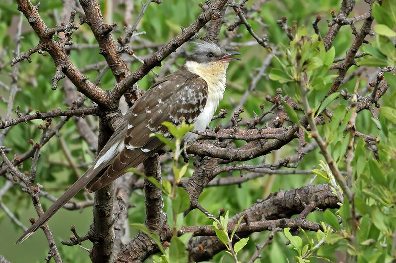 Great Spotted Cuckoo (Clamator glandarius)