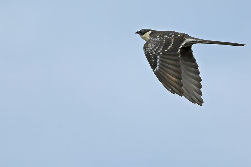 Great Spotted Cuckoo (Clamator glandarius)