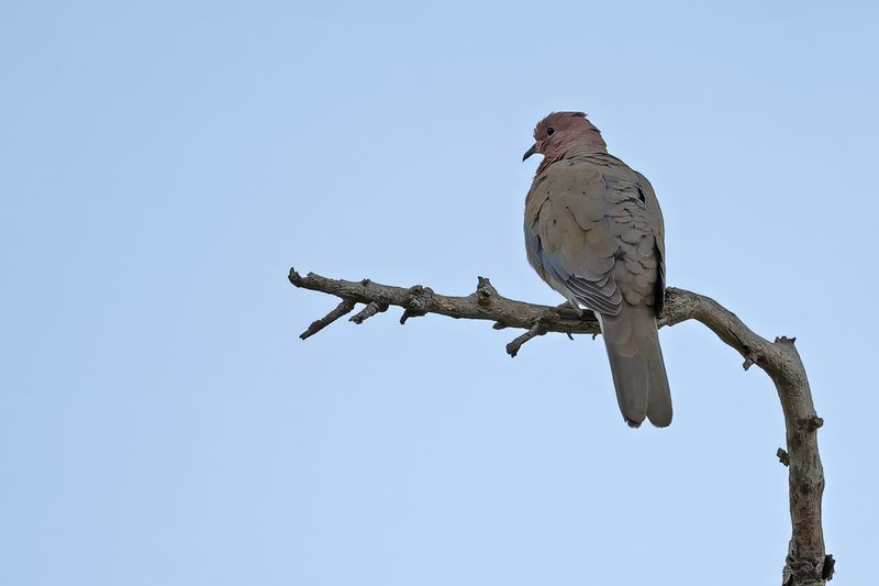 Laughing Dove (Spilopelia senegalensis)