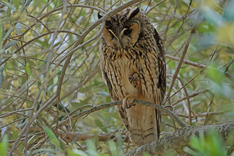 Long-eared Owl - Asio otus