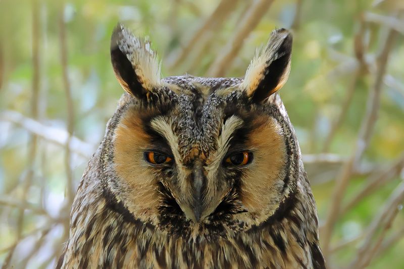 Long-eared Owl - Asio otus
