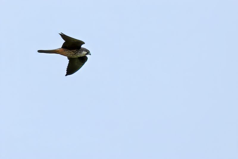 Eleonora's Falcon (Falco eleonorae)