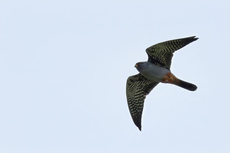 Red Footed Falcon (Falco vespertinus)