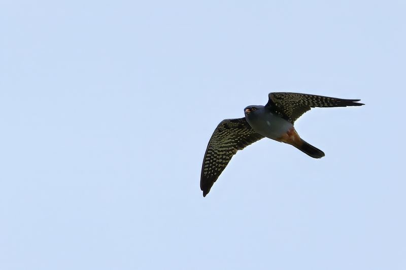 Red Footed Falcon (Falco vespertinus)