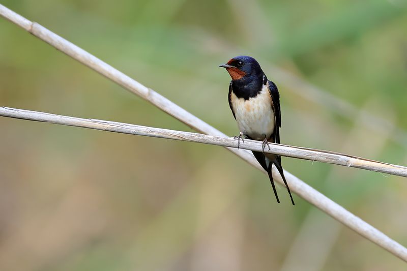 Barn Swallow (Hirundo rustica)