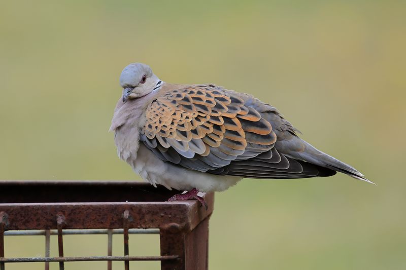 European Turtle Dove (Streptopelia turtur)