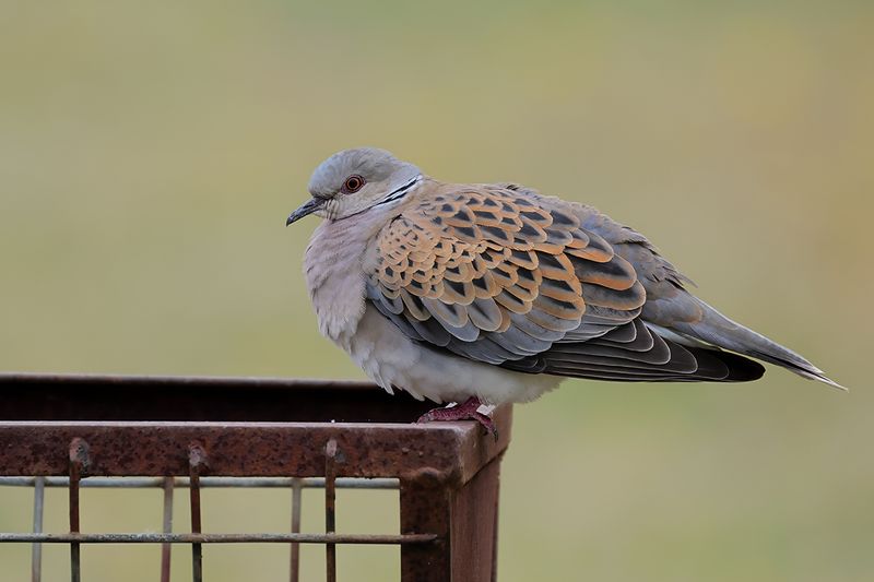 European Turtle Dove (Streptopelia turtur)