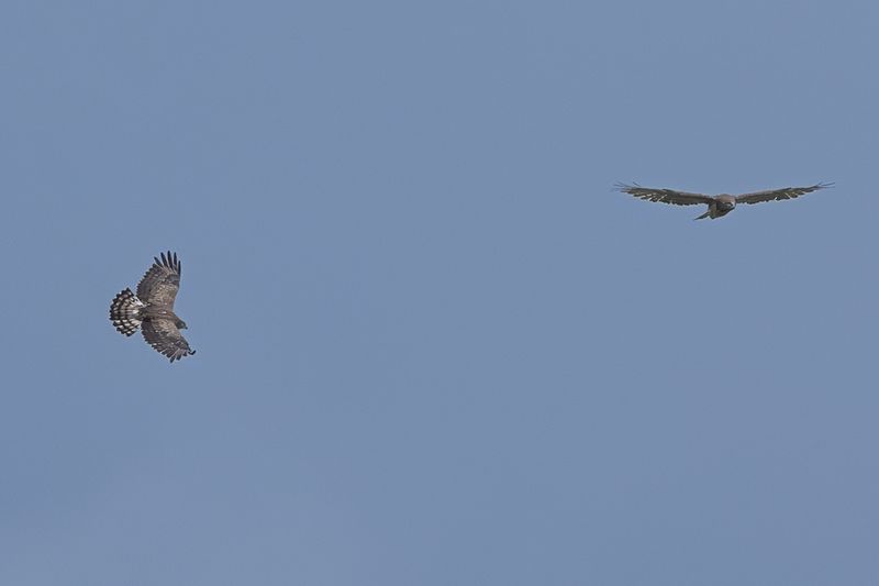 Short-toed Eagle (Circaetus gallicus)