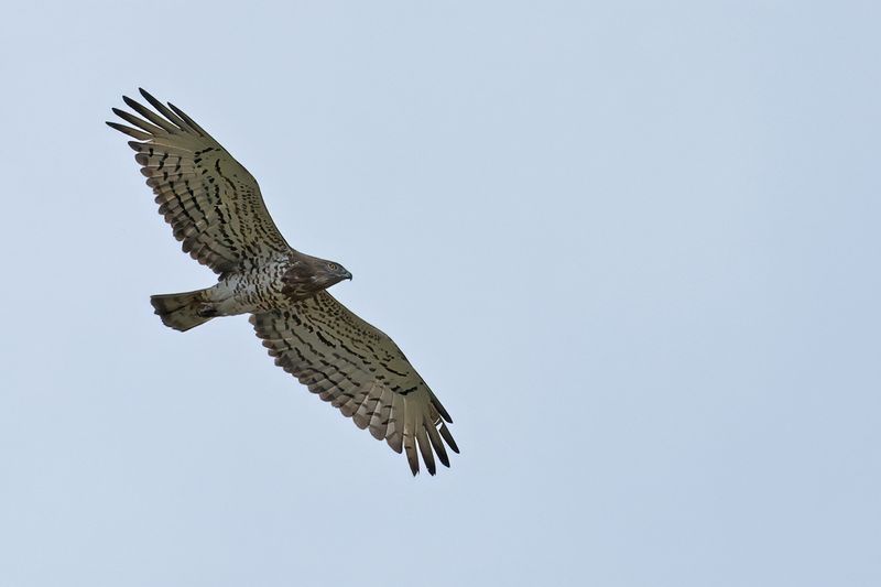 Short-toed Eagle (Circaetus gallicus)