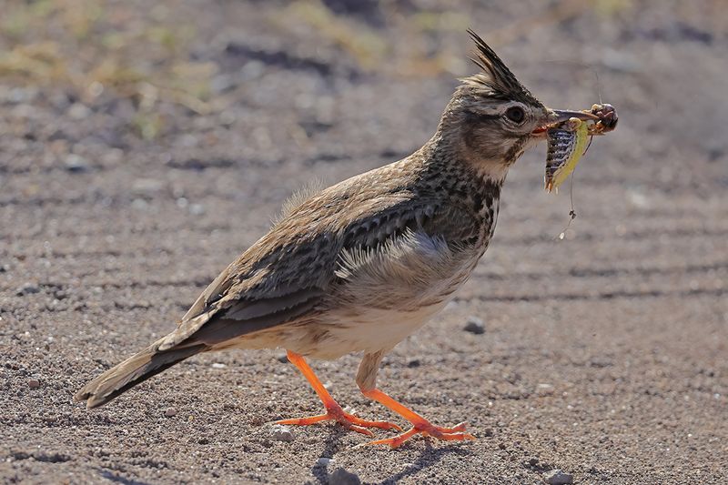 Crested Lark (Galerida cristata)