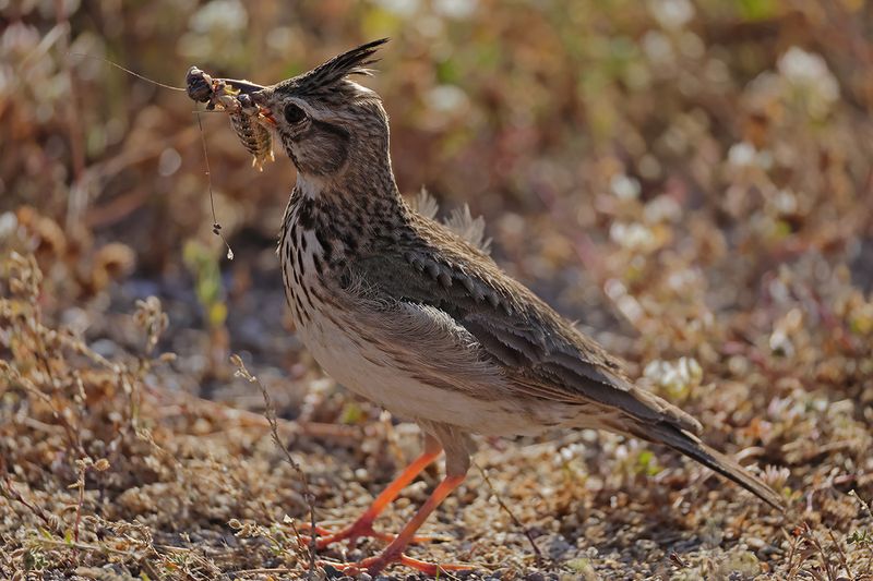 Crested Lark (Galerida cristata)