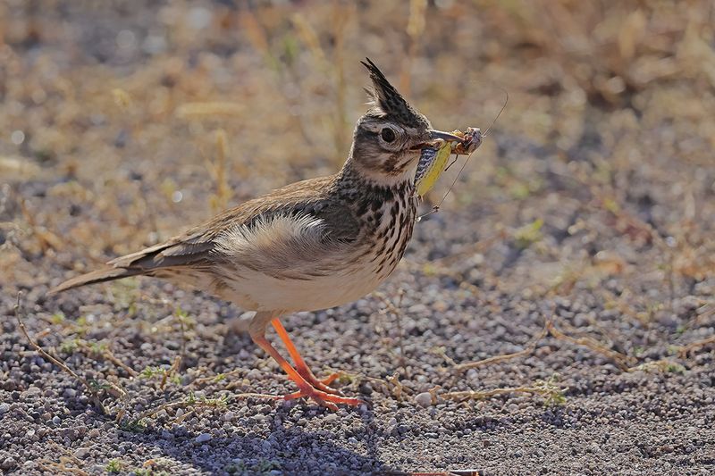 Crested Lark (Galerida cristata)