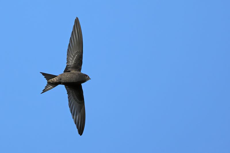Common Swift (Apus apus)