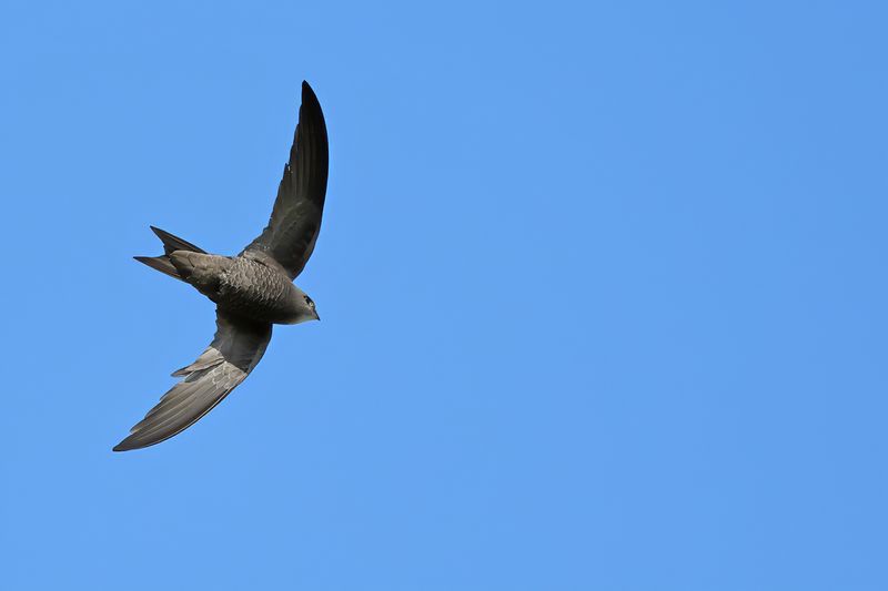 Pallid Swift (Apus pallidus)