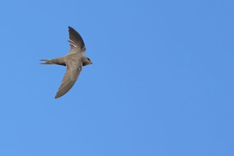 Pallid Swift (Apus pallidus)
