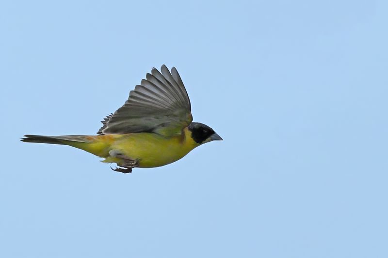 Black-headed Bunting (Emberiza melanocephala)
