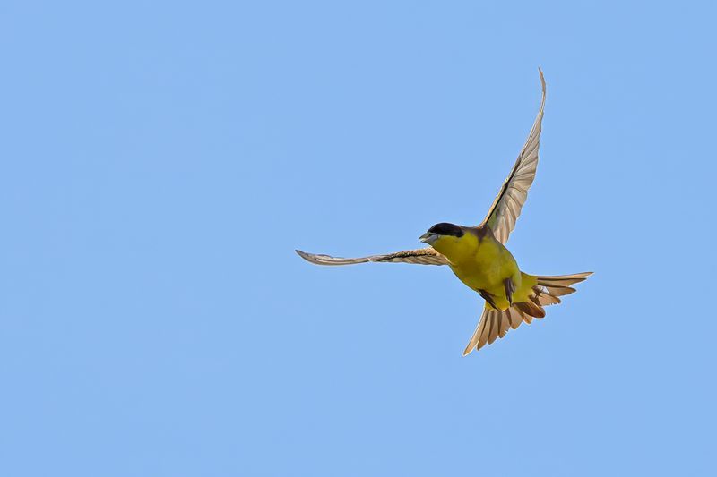 Black-headed Bunting (Emberiza melanocephala)