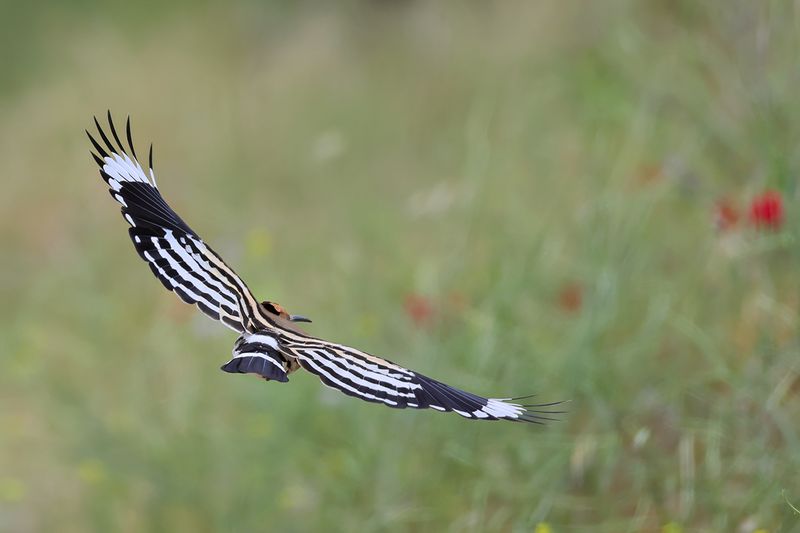 Hoopoe (Upupa epops)
