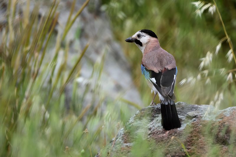 Eurasian jay (Garrulus glandarius ssp.atricapillus )